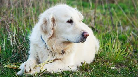 Aggregate 120+ long haired golden retriever - tnbvietnam.edu.vn