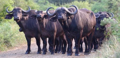 African buffalo – Cape buffalo (Syncerus caffer) | DinoAnimals.com