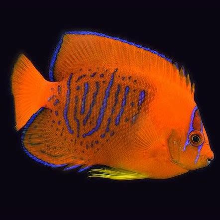 Angelfish, Bali Aquarich 5-6″ Captive Bred Clarion Angelfish ...