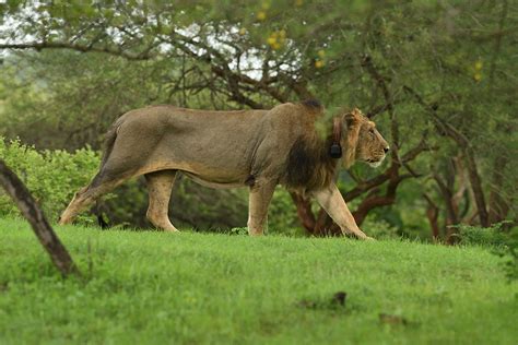 Gir National Park