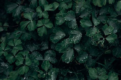 Free Images : 4k wallpaper, close up, dark green, environment, growth, hd wallpaper, leaves ...