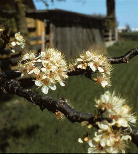 How to scarify seeds of Mexican plum tree?