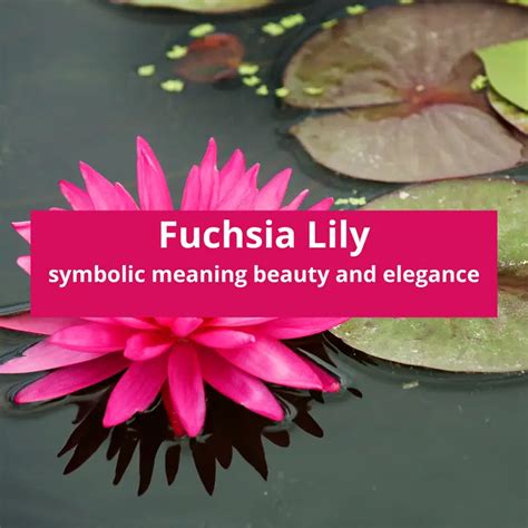 Fuchsia Lily Symbolic Meaning