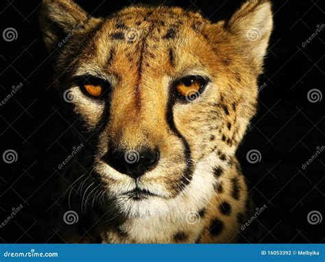 Cheetah Face stock photo. Image of fastest, face, namibia - 16053392