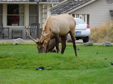 Yellowstone Wildlife – Joe's Blog