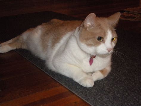 The Days and Life of MiloCat: Cat on a Mat