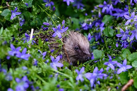 Bespoke advice to help garden hedgehogs - The English Garden