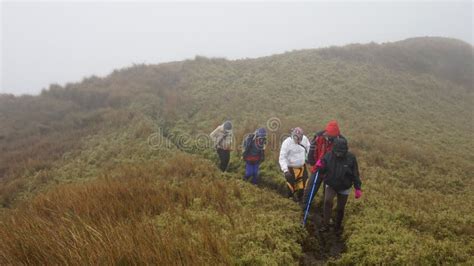 Mount Pulag Summit Trail editorial photography. Image of adventure ...