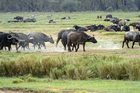 African buffalo stock image. Image of herbivore, landscape - 45960455