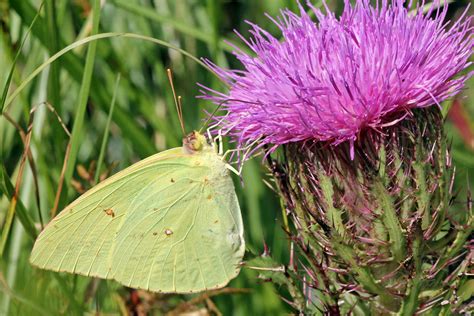 Cloudless sulphur - Florida Wildflower Foundation