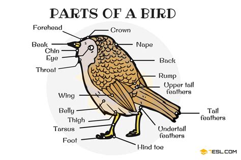 Different Parts of a Bird in English English Writing, English Study, English Class, English ...