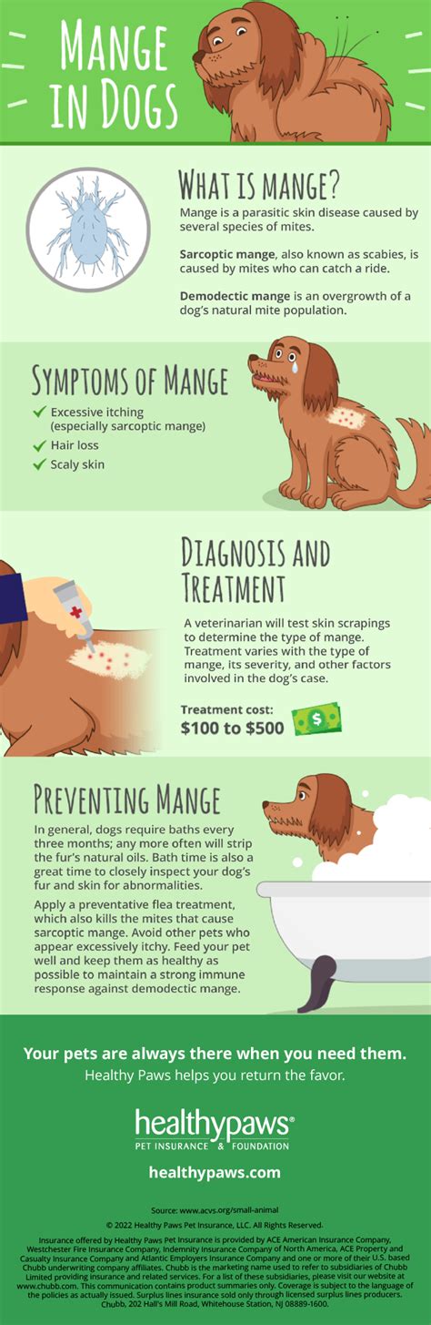 How To Treat Mange in Dogs | Healthy Paws Pet Insurance