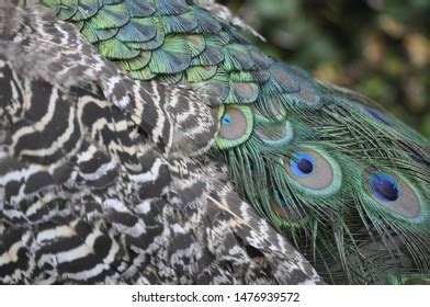 Colourful Blue Peacock Feathers Close Walking Stock Photo 1476939572 ...