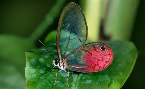 Glasswing papillon. (Hans Dossenbach / Caters News) | Glasswing butterfly, Animals, Types of ...