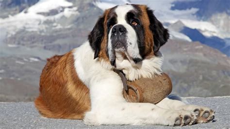 10 Of The Largest Dog Breeds In The World