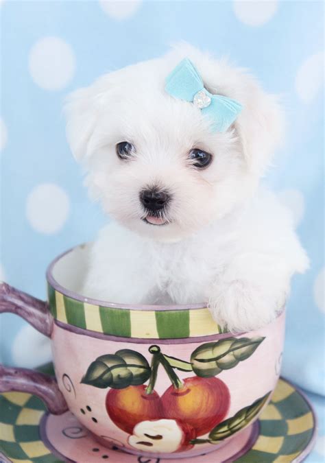 Teacup puppies maltese, Maltese puppies for sale, Teacup puppies