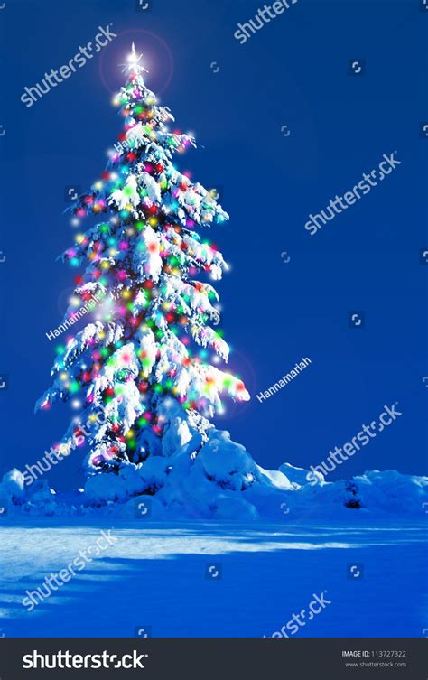 Snow Covered Christmas Tree Outside At Night. Stock Photo 113727322 ...