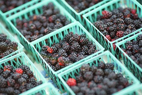 Blackberry Baskets Photograph by Todd Klassy - Fine Art America