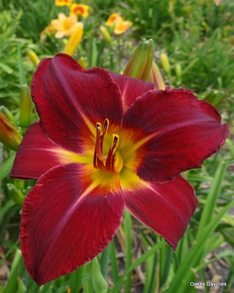 Red-Volunteer-red-daylily-Dallas-Jent-Casey2 - Oakes Daylilies