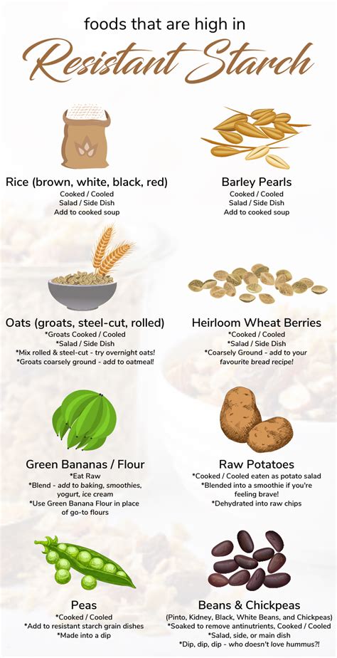 Fiber-rific, or Fiber-havoc? Why Resistant Starch Types Are Prebiotic Game Changers | Resistant ...