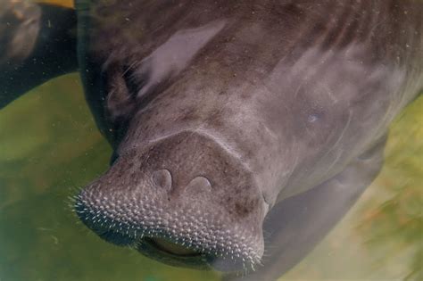 Amazonian Manatee: The Manatees Of The Amazon River - Rainforest Cruises