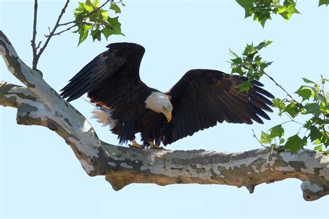 Eagle Landing 3 Photograph by Susan Rissi Tregoning - Fine Art America