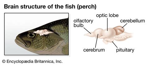 Nervous system - Brain, Spinal Cord, Neurons | Britannica