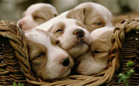 **Adorable Puppy Cuddle: An HD Wallpaper of Cute Dogs**