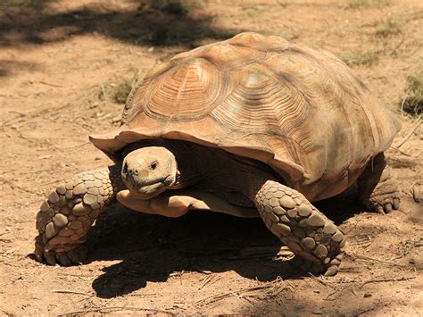 African Spurred Tortoise | Alexandria Zoo