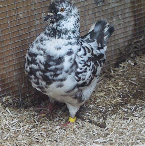 ClayHaven Farms | Racing Pigeons | Pure Paul Sions | Pure Hansennes