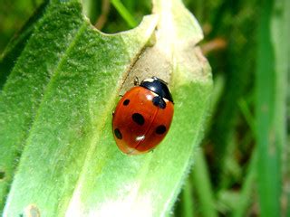 Coccinella Macro - Lady Bug - Dino Olivieri | Macro su Cocci… | Flickr