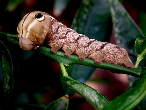 Tersa Sphinx Moth Caterpillar (4) | Flickr - Photo Sharing!