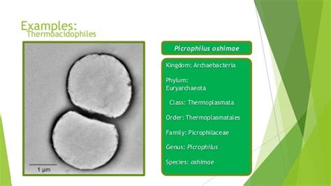 Kingdom Archaebacteria