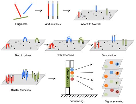 DNA Sequencing: Definition, Importance, Methods and More