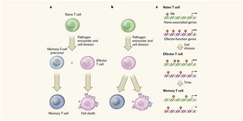 The origins of memory T cells