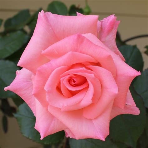 Single Rose | Pink flowers, Rose, Single rose