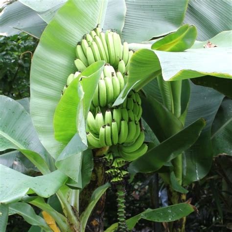 Musa acuminata 'Dwarf Cavendish' - Vitro Westland