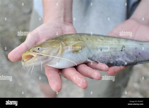 Wels catfish fisher hi-res stock photography and images - Alamy