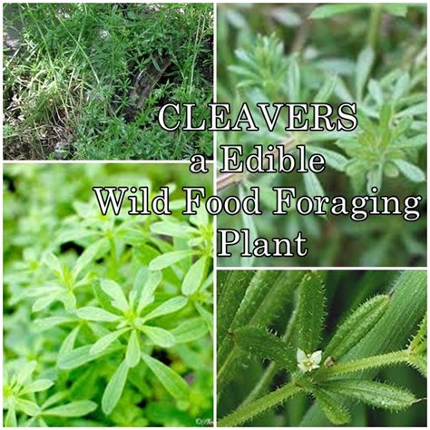 CLEAVERS an Edible Wild Food Foraging Plant - The Homestead Survival