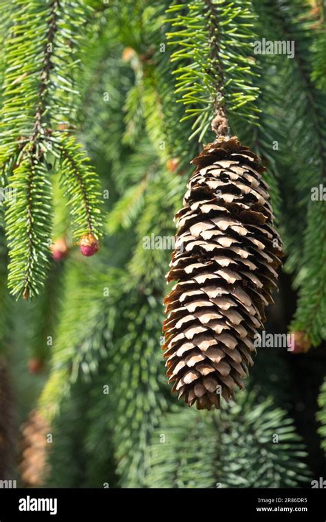 Picea abies Cone Picea abies "August", European spruce Stock Photo - Alamy