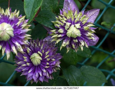 31 Clematis Taiga Images, Stock Photos & Vectors | Shutterstock