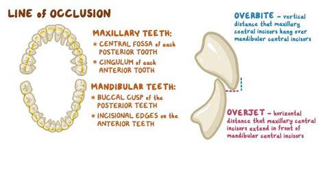 Posterior Anterior Teeth