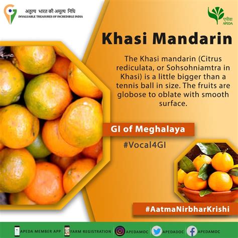 The #Khasi #mandarin (Citrus rediculata, or Sohsohniamtra in Khasi) is ...