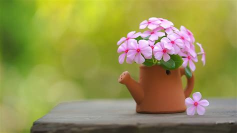 Impatiens, flowers, pot, flower pot, closeup, HD wallpaper | Peakpx