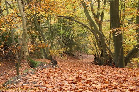 Autumnal beech woodland photo WP27488