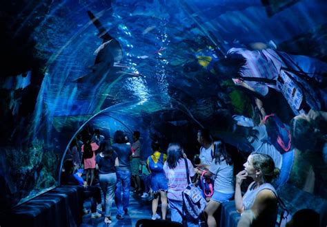 8 Unique Experiences At Sea Life Bangkok Ocean World - KKday Blog