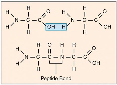 Monomer Of Protein | Science Trends