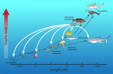 The Best 30 Ocean Food Web With Decomposers - betharwasurd