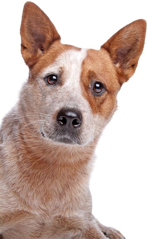 Red Heeler Dog Breed Information: Temperament, Appearance & Breeders – All Things Dogs | Red ...