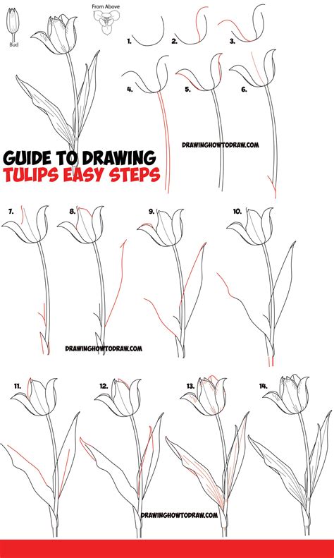 How To Draw A Tulip Really Easy Drawing Tutorial